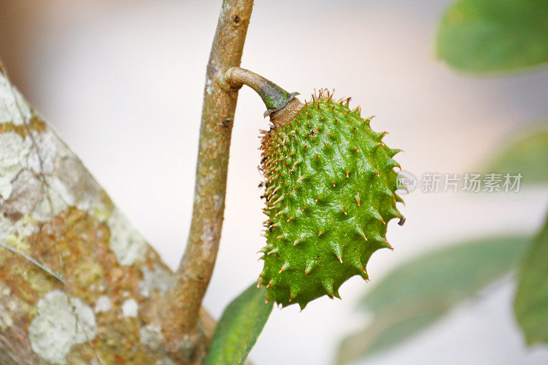 来源(Annona muricata)